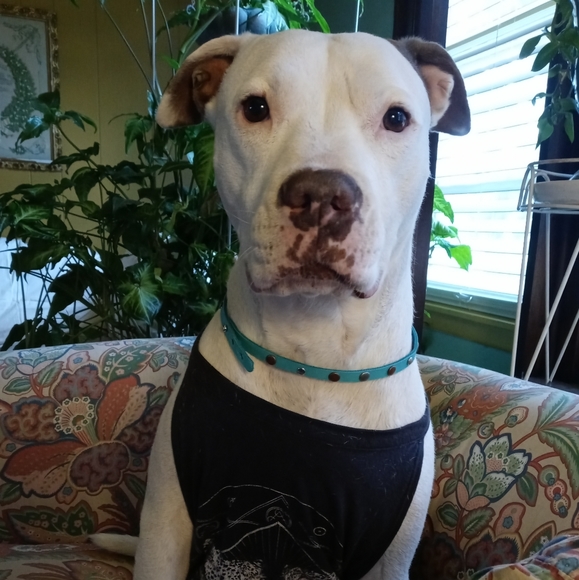 Meet your Posher, Shawn. - Picture 2 of 2